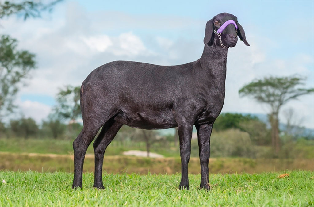A Santa Ines breed sheep
